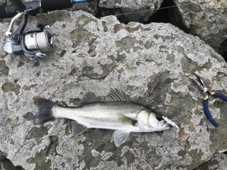 シーバス（エギングの片手間に）