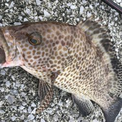 ショアジギングで根魚。