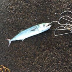 朝からのライトショアジギング