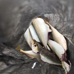 とにかくゲキシブ