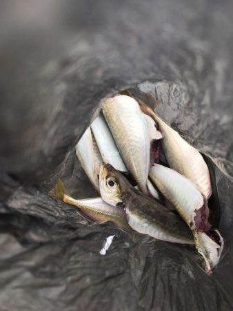 とにかくゲキシブ