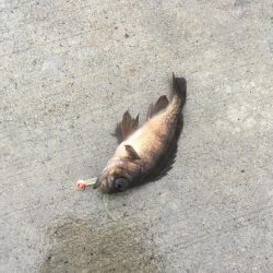 堂浦でライト5目達成