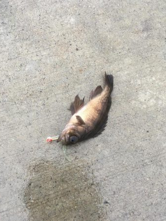 堂浦でライト5目達成