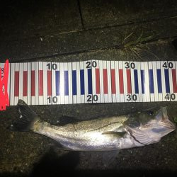 久しぶりアジング