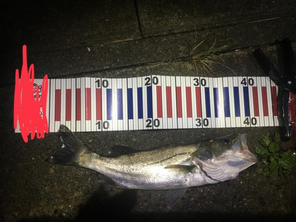 久しぶりアジング