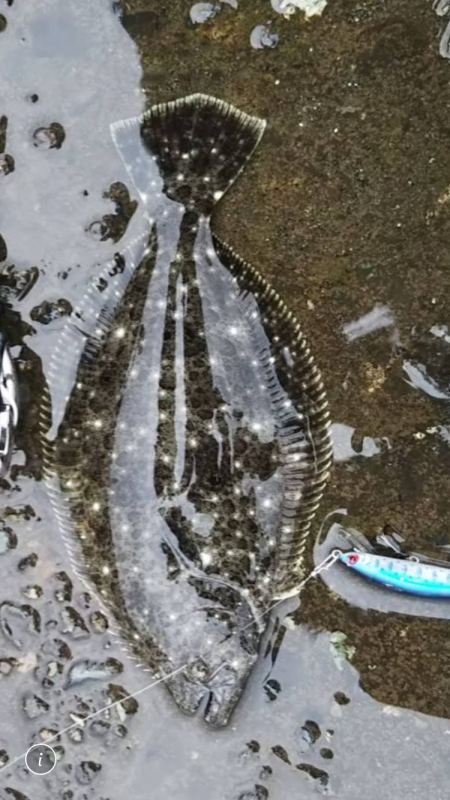 河口のコチが熱い