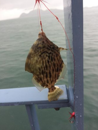 釣れるには釣れたが...