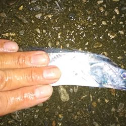 ワインドタチウオ