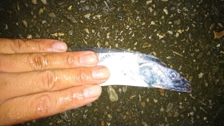 ワインドタチウオ