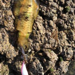 帰省釣行(津奈木町)最終日