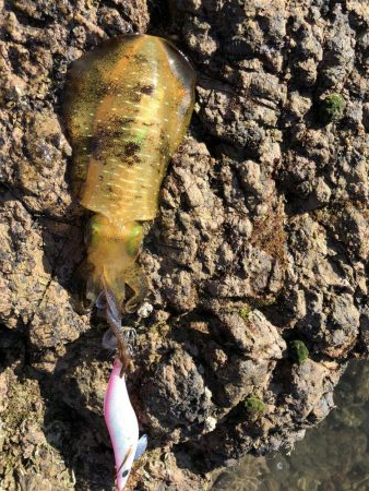 帰省釣行(津奈木町)最終日