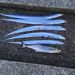 久しぶりの神戸渡船が吉