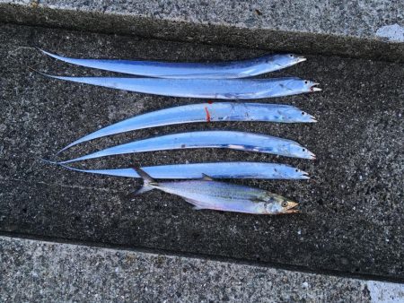 久しぶりの神戸渡船が吉