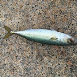 サバ交わしヒット