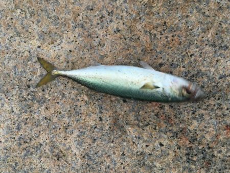 サバ交わしヒット