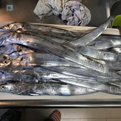 エギングよりも 太刀魚〜っ