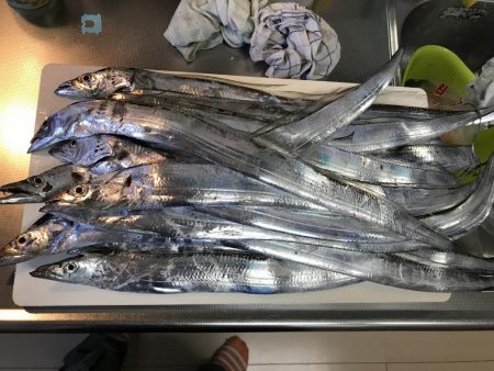 エギングよりも 太刀魚〜っ