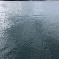 ライトショアジギングで初青物！