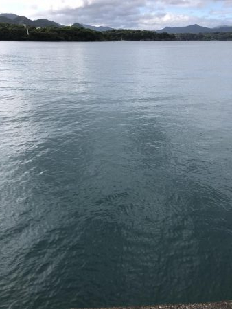 ライトショアジギングで初青物！