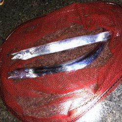 太刀魚 ちゃーん