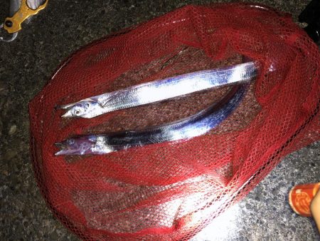 太刀魚 ちゃーん