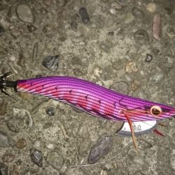 まだまだ釣れますマダコ