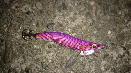 まだまだ釣れますマダコ