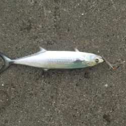 亀浦港周辺でサゴシ