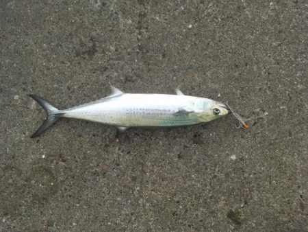 亀浦港周辺でサゴシ