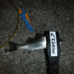 虫ヘッドでアジング