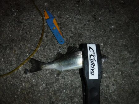 虫ヘッドでアジング