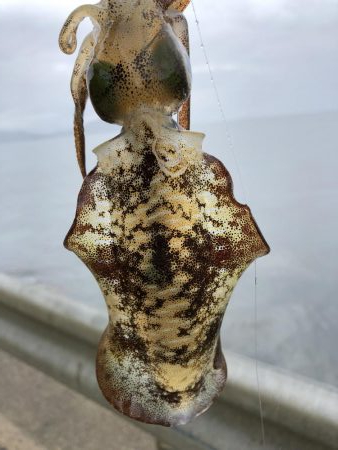 早朝エギング！