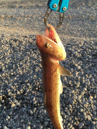 ショアジギング