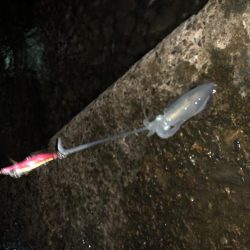 久しぶりだけど、