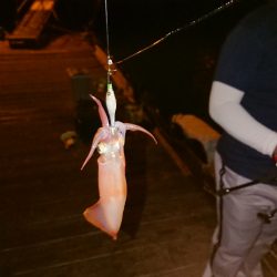 イカ調査のつもりが、、、