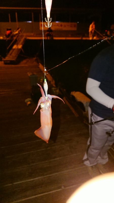 イカ調査のつもりが、、、