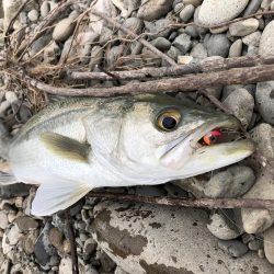 久しぶりの投稿