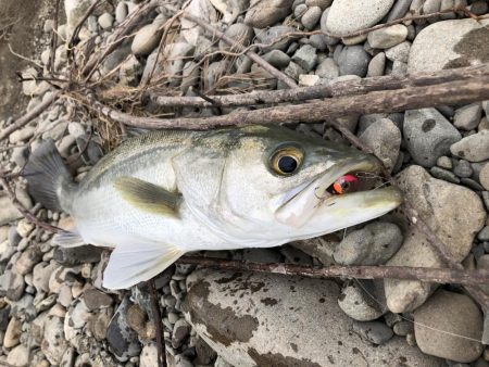 久しぶりの投稿