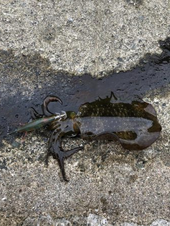 仕事前にエギング