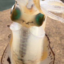 朝まずめエギング