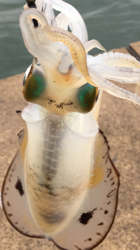 朝まずめエギング