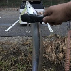 タチウオ調査(o^^o)