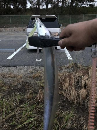 タチウオ調査(o^^o)