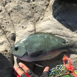 カゴ釣りでグレ2枚、ヘダイ1枚！