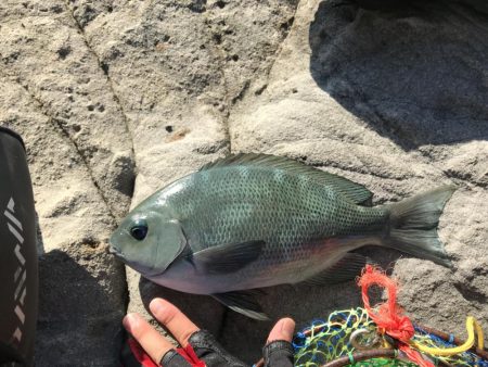 カゴ釣りでグレ2枚、ヘダイ1枚！