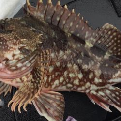 ひさびさガシラ