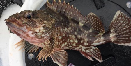 ひさびさガシラ