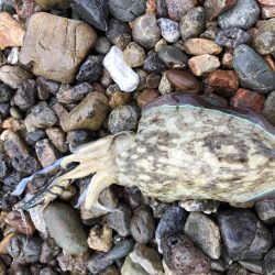 帰省釣行（津奈木町）