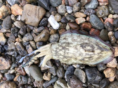 帰省釣行（津奈木町）