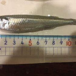 トウゴロウ祭り、青物も